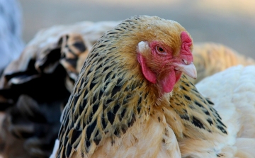 Békés megyében is megjelent a madárinfluenza