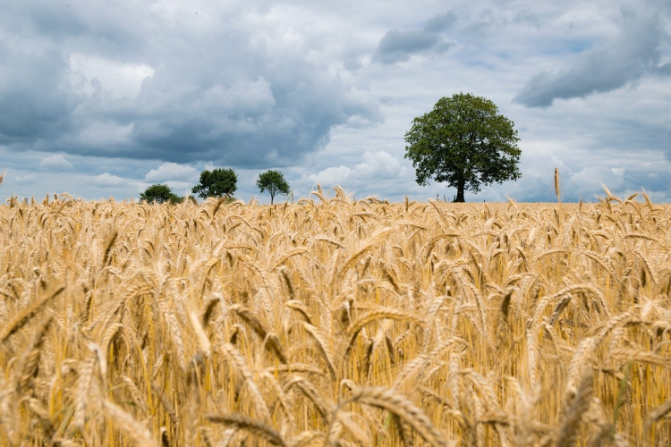 Az ukrán gabona kivitelének felgyorsításáról tárgyalt Kárpátalján Nagy István agrárminiszter